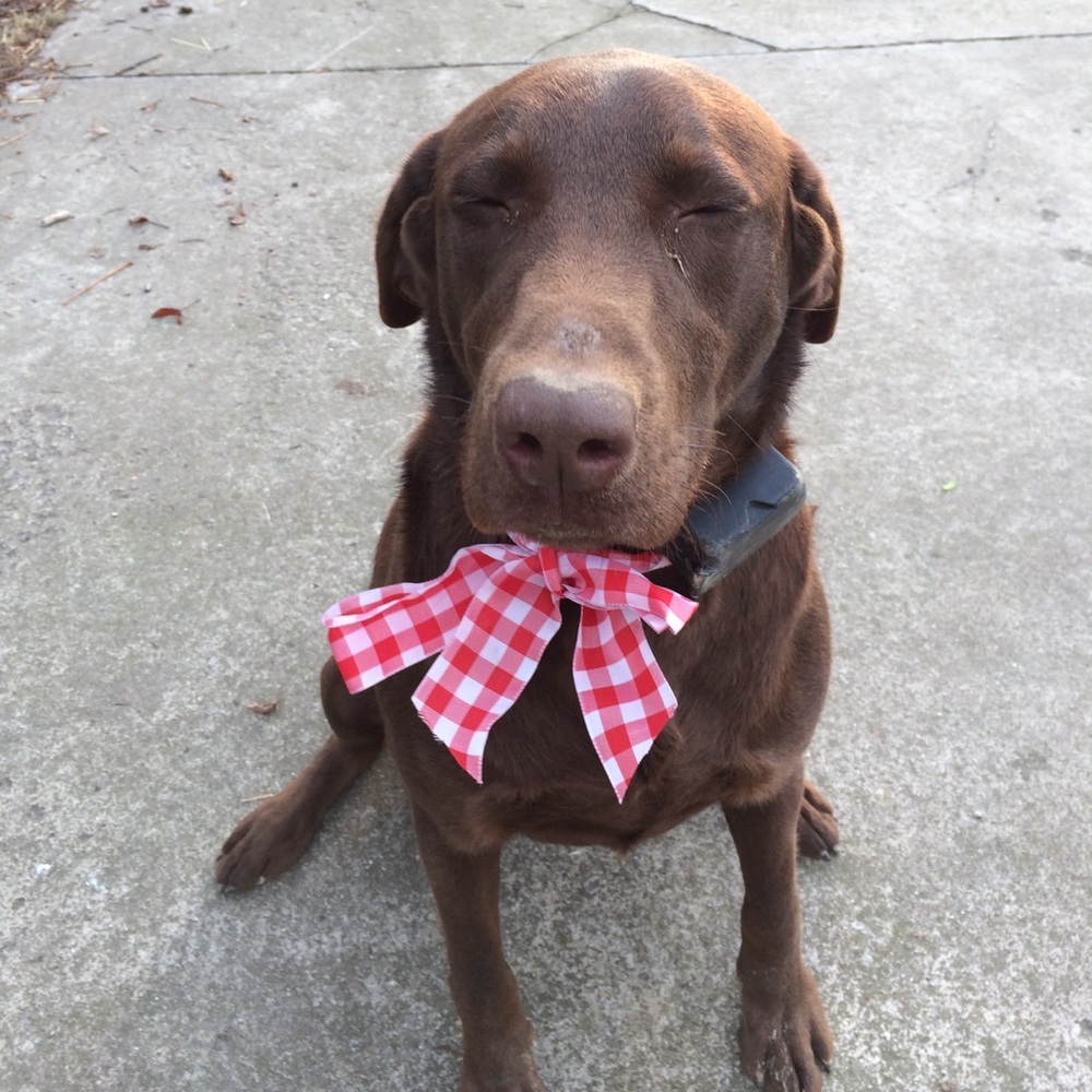 Meet your Posher, Lexi